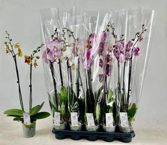 <h4>PHAL GEM</h4>