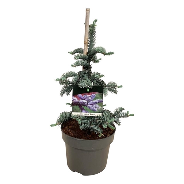 <h4>Abies procera 'Glauca'</h4>