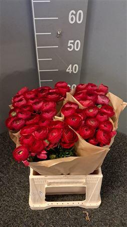 <h4>Ran Succ 559 Ic</h4>