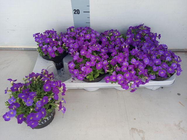 <h4>AUBR GRACILIS KITTE</h4>