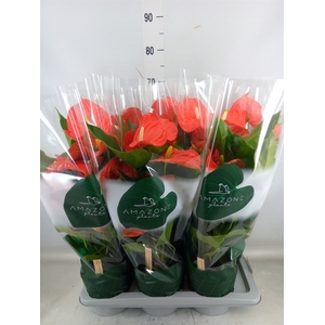 Anthurium andr. 'Florida'