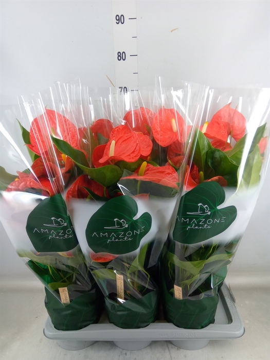 <h4>Anthurium andr. 'Florida'</h4>