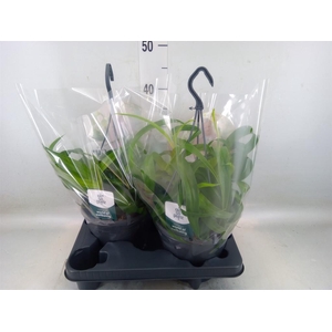 Chlorophytum com. 'Green Bonnie'