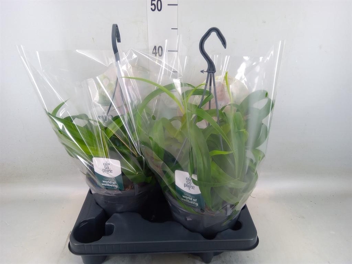 <h4>Chlorophytum com. 'Green Bonnie'</h4>