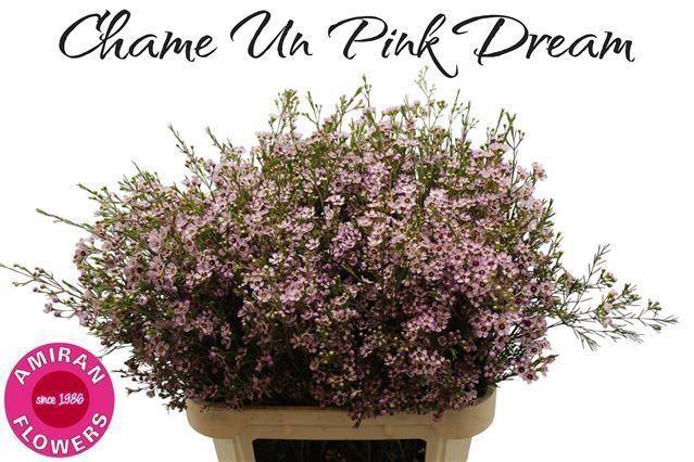 <h4>CHAMELAUCIUM UNCI. 'PINK DREAM'</h4>