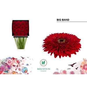 Gerbera Pomponi Big Band Diamond Per Kaart