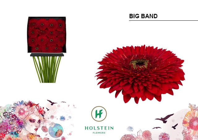 <h4>GE GB Gerponi Big Band diamond x30</h4>