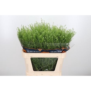 LEPIDIUM GREEN BELL