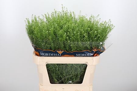 LEPIDIUM GREEN BELL