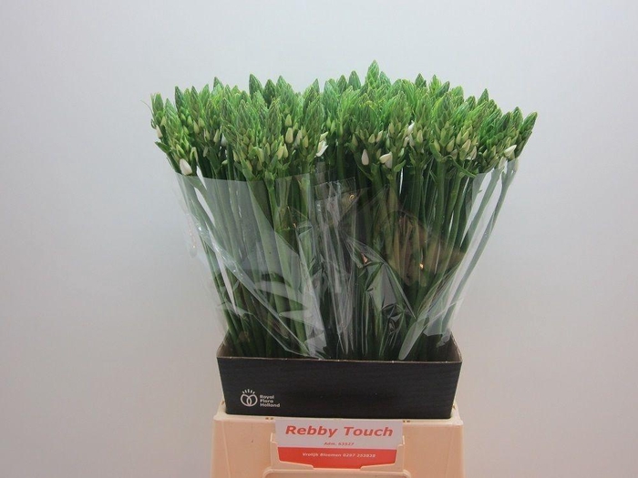 <h4>Ornithogalum Mount Fuji</h4>