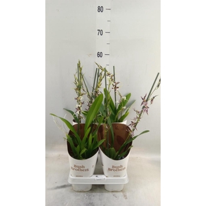 Brassia  'Summer Dream'