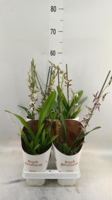 <h4>Brassia  'Summer Dream'</h4>