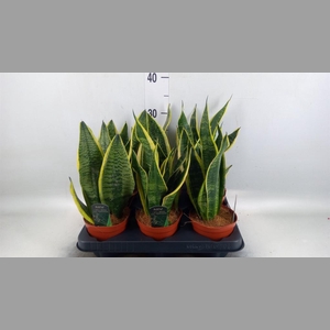Sansevieria trifa. 'Futura Superba'