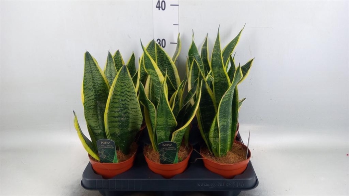 <h4>Sansevieria trifa. 'Futura Superba'</h4>