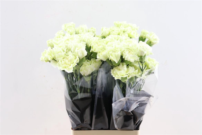 <h4>Di St Prado Mint</h4>