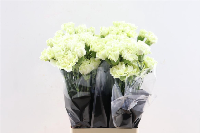 <h4>Di St Prado Mint</h4>