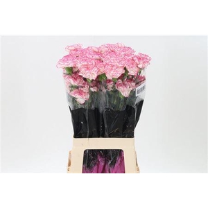 Di St Pastel Damascus