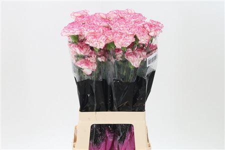 <h4>Di St Pastel Damascus</h4>