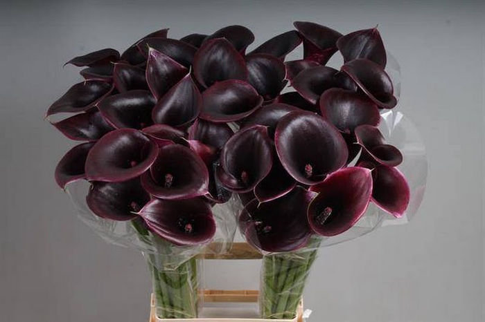 Calla Cantor Kallaland