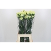Dianthus St Voragine