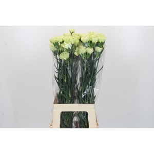 Dianthus St Voragine