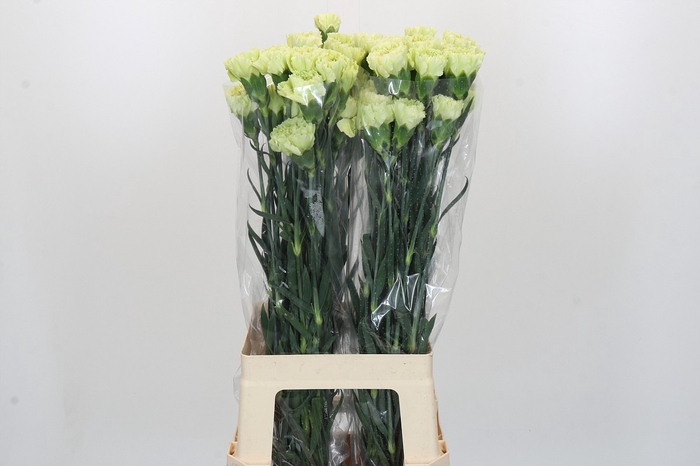 <h4>Dianthus St Voragine</h4>