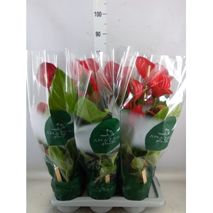 Anthurium andr. 'Melodia'