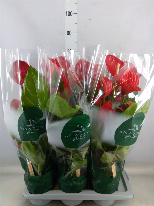 <h4>Anthurium andr. 'Melodia'</h4>