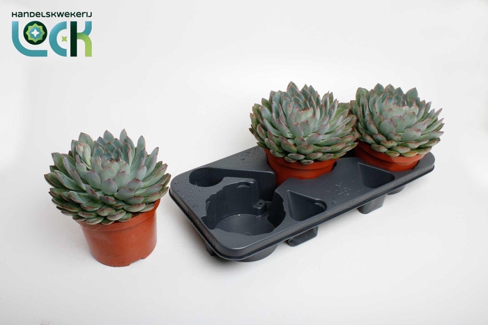 <h4>Echeveria Pelisuda</h4>