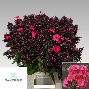 PHLOX P WINDSOR