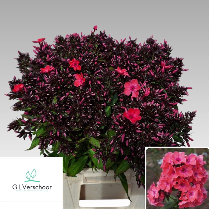 <h4>PHLOX P WINDSOR</h4>