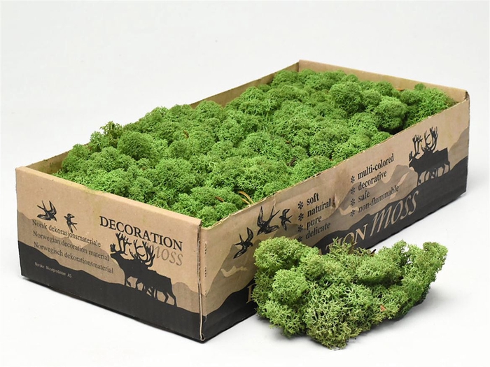 <h4>Mos Rendier Medium Green Gepr 500gr</h4>