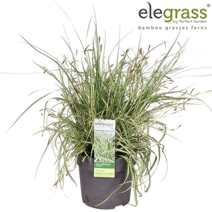 Carex hachijoensis 'Evergold' P14
