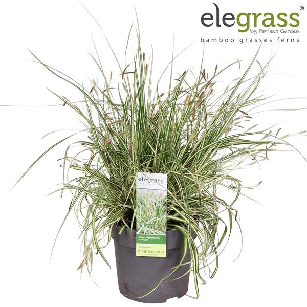 <h4>Carex hachijoensis 'Evergold' P14</h4>