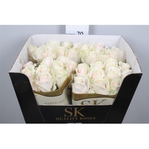 R Gr Lovely Avalanc+