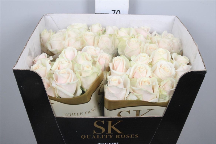 <h4>R Gr Lovely Avalanc+</h4>