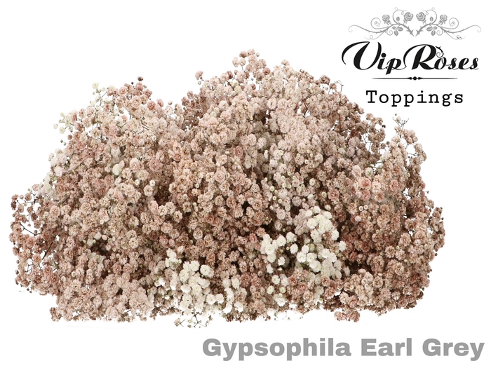 GYPS PA EARL GREY