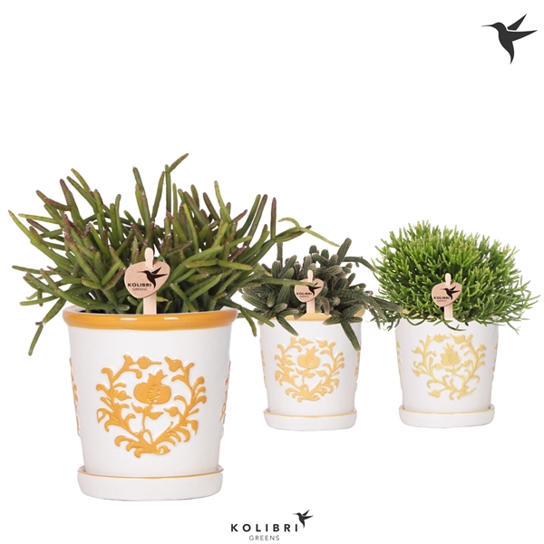 <h4>Kolibri Greens Rhipsalis mix in Malaga pot yellow mix</h4>