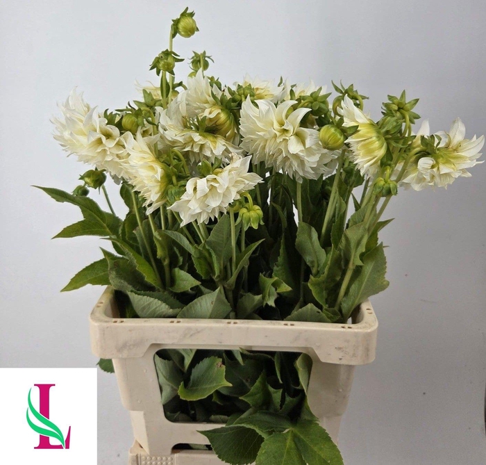 <h4>DAHL CAFE LAIT SUPRE</h4>
