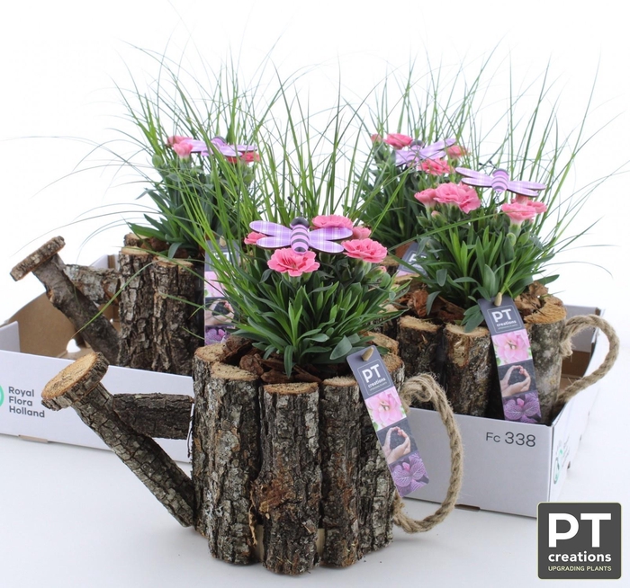<h4>ARR TUINPLANTEN</h4>