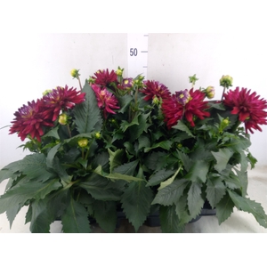 Dahlia  'XXL Raspberry Ice'