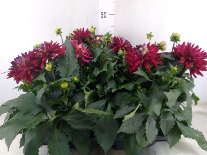 <h4>Dahlia  'XXL Raspberry Ice'</h4>