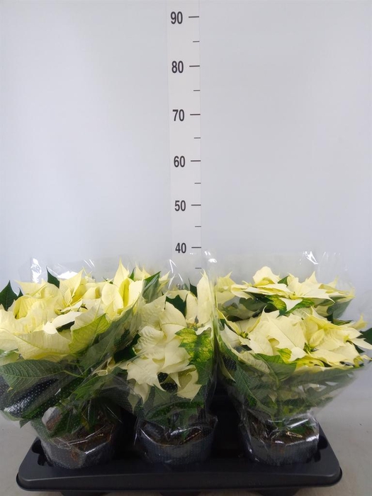 <h4>Euphorbia pulc. 'Alaska'</h4>