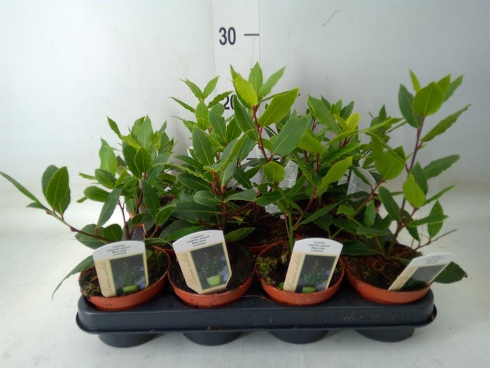 <h4>Laurus nobilis</h4>