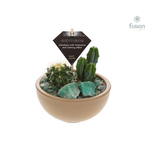 Arrangementen Cactus H%