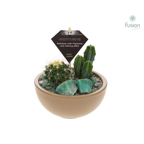 Arrangementen Cactus H%