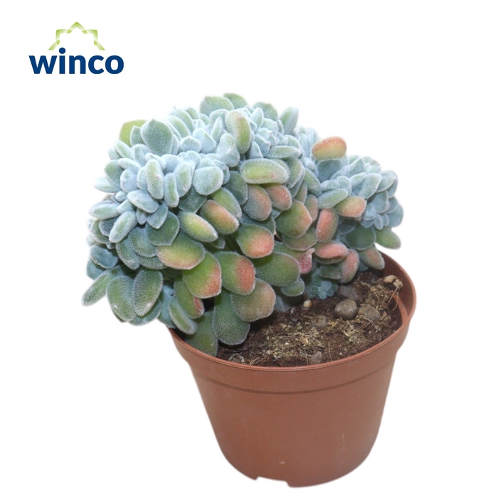 <h4>Echeveria Frosty Cristata</h4>