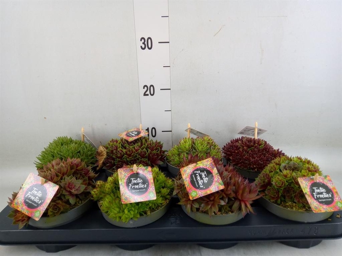 <h4>Sempervivum   ...</h4>