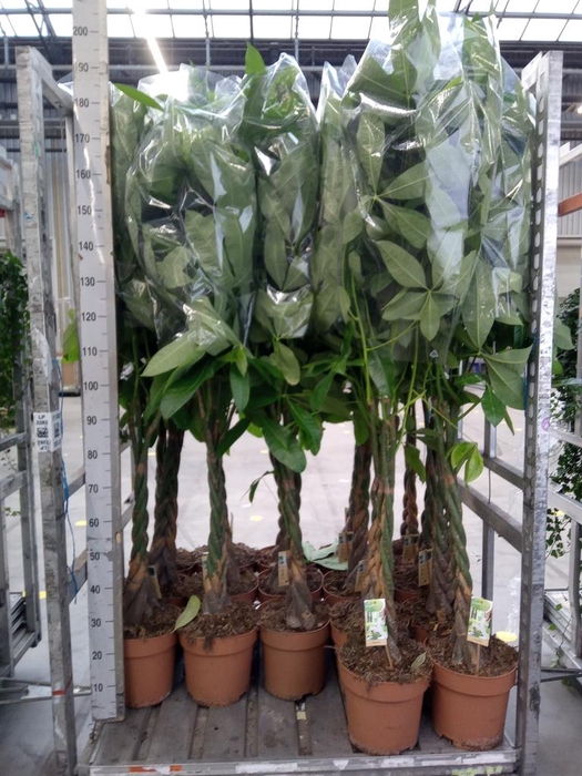 <h4>Pachira aquatica</h4>