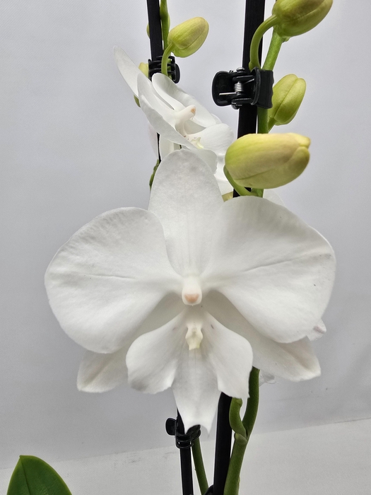 <h4>Limited 35 week 9</h4>